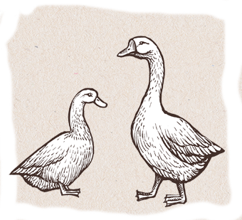 Farm Brand All Natural Duck