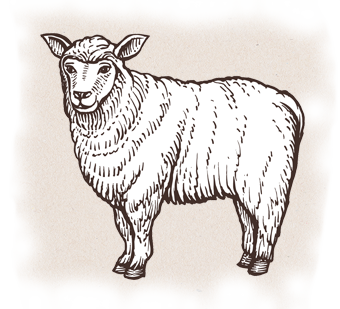 Farm Brand Natural Antibiotic Free Sheep