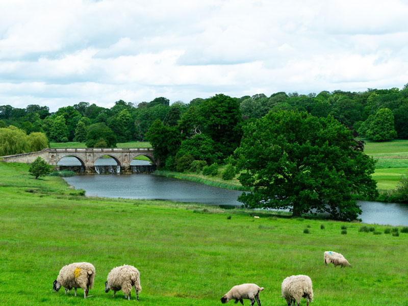 Our Dairy Farm