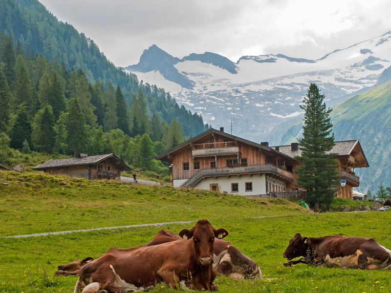 Meet Our Cows