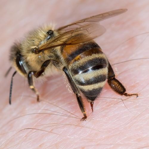 Bienengift - Apitoxin
