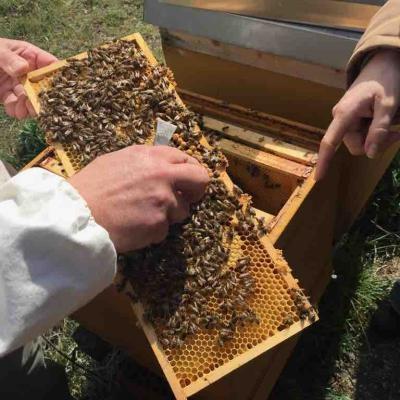 Kontrolle Bienenvoelker